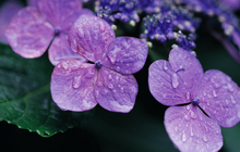 12 названий красивых цветов фиолетового цвета