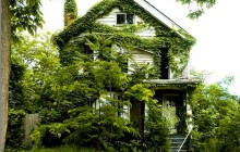 7 идей вертикального озеленения на даче