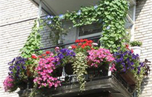 Цветы для выращивания на балконе