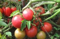 Как бороться с фитофторой на помидорах