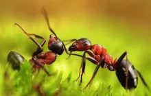 Как избавиться от муравейника в саду