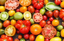 Как повысить урожайность томатов - важные правила