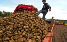 Как увеличить урожай картошки