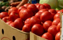 Как вырастить помидоры без рассады из семян