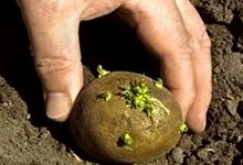 Как правильно посадить картофель