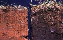 Как проверить качество почвы на даче