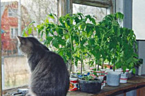 Как вырастить помидоры в домашних условиях