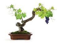 Как вырастить виноград в домашних условиях
