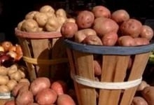 Какие самые лучшие и урожайные сорта картофеля