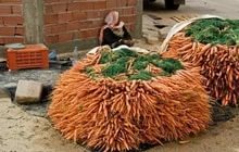 Когда копать морковь