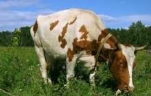 Коровяк удобрение