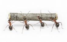 Борьба с муравьями на даче