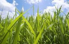 Газонная трава, которую не надо стричь