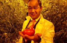 Какие проблемы могут быть при выращивании томатов