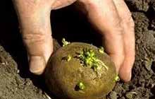 Как правильно посадить картофель