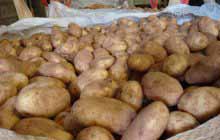 Сорта картошки для Сибири
