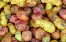 Сорта картошки для Урала