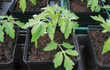 Выращивание рассады томатов. Тонкости