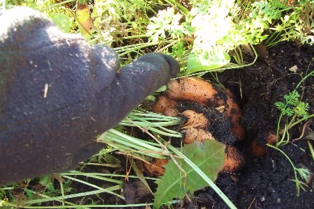 Так будем под зиму копать огород или нет Дача своими руками Когда копать огород: осенью или зимой? Добро пожаловать в